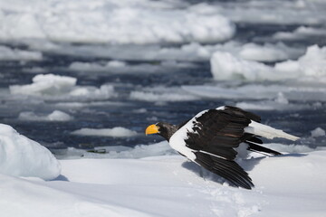 Steller's sea eagle (Haliaeetus pelagicus), also known as the Pacific sea eagle or white-shouldered...
