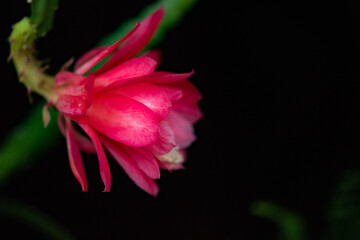 Indoor raised lotus flowers bloom with natural, plant, and floral backgrounds