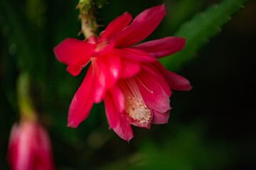 Indoor raised lotus flowers bloom with natural, plant, and floral backgrounds