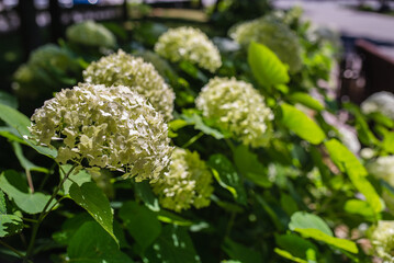 White hydrangea blooming in the garden, spring sunny day
Lush white and yellow hydrangea flowers in summer. White and green flowers with a blurred background. Hydrangea arborescens
