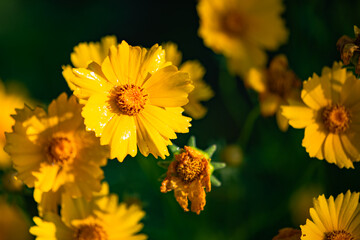 The yellow chrysanthemums that bloom in summer. Natural, plant, and floral backgrounds.