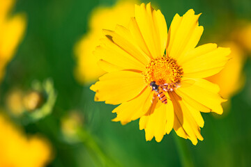The yellow chrysanthemums that bloom in summer. Natural, plant, and floral backgrounds.