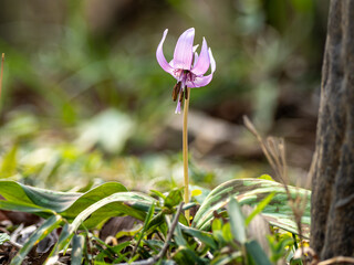 カタクリの紫色の花