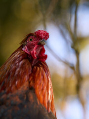 Rooster with a vibrant red comb and wattles stands out; reddish-brown feathers and dark accents add...
