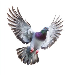 Obraz premium Pigeon Flying with Spread Wings on White Background - Bird in Flight