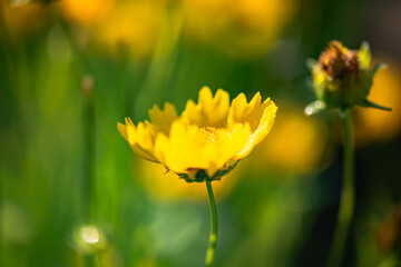 The yellow chrysanthemums that bloom in summer. Natural, plant, and floral backgrounds.