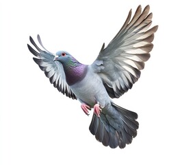 Obraz premium Pigeon Flying with Outstretched Wings Against a Plain White Background