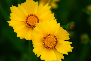 The yellow chrysanthemums that bloom in summer. Natural, plant, and floral backgrounds.