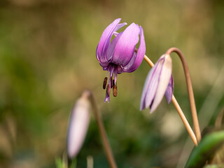 カタクリの紫色の花