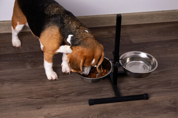 A beagle dog eats dry food from a bowl
