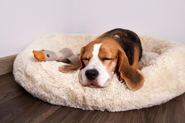 Beagle dog is lying on the dog bed