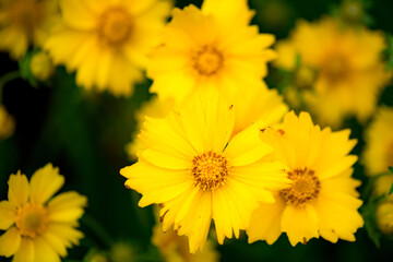 The yellow chrysanthemums that bloom in summer. Natural, plant, and floral backgrounds.