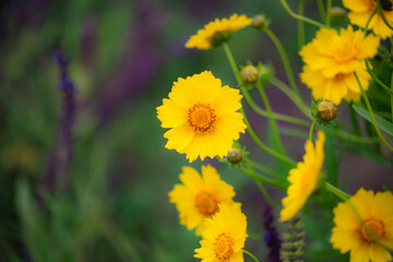 The yellow chrysanthemums that bloom in summer. Natural, plant, and floral backgrounds.