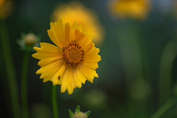 The yellow chrysanthemums that bloom in summer. Natural, plant, and floral backgrounds.