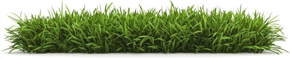 Obraz premium Fine-textured ornamental grass strip, isolated on white background