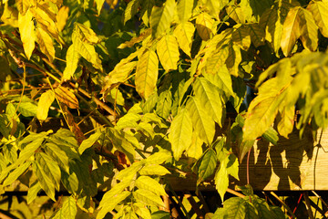 Vibrant yellow leaves create a stunning backdrop in an autumn garden during late afternoon light