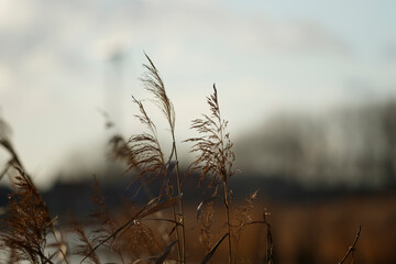 Fototapeta premium Golden reeds sway gently in the breeze beside a tranquil waterway during late afternoon light in a serene natural setting