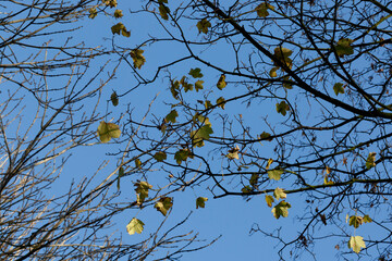 Branches with sparse green leaves against a clear blue sky in autumn sunlight during midday