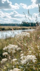 White wildflowers bloom by a tranquil river under a bright sky in a serene landscape setting during late afternoon