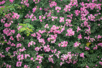 Summer blooming roses, close-up of nature, plants, and flowers