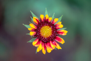 Summer blooming heavenly chrysanthemum, close-up of nature, plants, and flowers