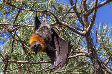 Close-up view of a male grey-headed flying-fox, Pteropus poliocephalus, one wing stretched in the sun, as it hangs upside down from a tree branch.