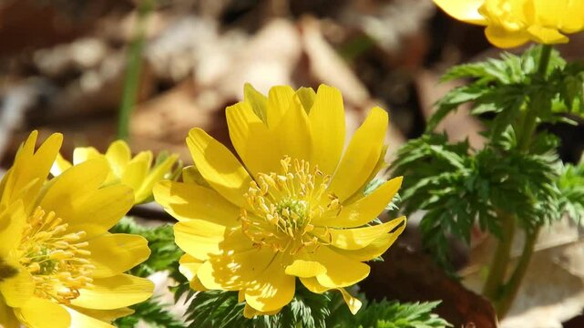 [4K] Fukujuso (Amur Adonis) Blooming on Forest Floor: Golden Flowers of Adonis ramosa in Early Spring 【4K】早春の林床に咲くフクジュソウ（福寿草）：学名 Adonis ramosa の黄金色の花と春の光 撮影日：20250324-5