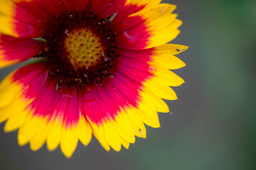 Summer blooming heavenly chrysanthemum, close-up of nature, plants, and flowers