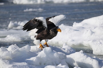 Steller's sea eagle (Haliaeetus pelagicus), also known as the Pacific sea eagle or white-shouldered...