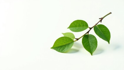 Fototapeta premium Single isolated branch with leaves on white background, nature, serene, peaceful