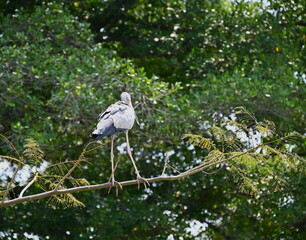 Gorgeous heron on tree.