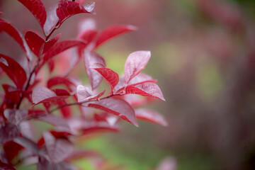 Purple red leaves of the Purple Leaf Plum, close-up of nature, plants, and flowers