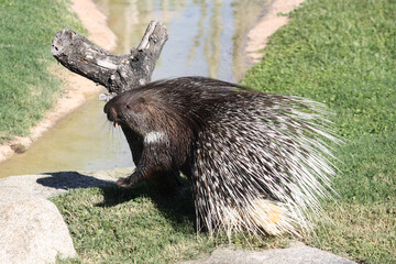 Porcupine on a tree trunk next to a stream