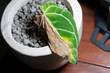 Close-Up of a Potted Plant with Green and Brown Leaf