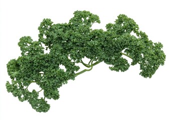 Fresh Curly Parsley Sprig Isolated on White Background for Cooking