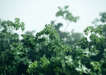 Obraz premium Closeup of Fresh Green Parsley Growing in Garden on Foggy Day