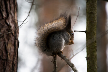 squirrel on a tree