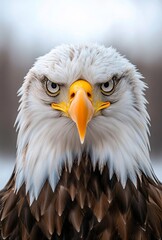 Obraz premium Close-up shot of a bald eagle's head with piercing eyes staring directly at the camera, sharp detail and natural textures, set against a softly blurred sky background in professional animal photograph