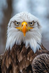 Obraz premium Close-up shot of a bald eagle's head with piercing eyes staring directly at the camera, sharp detail and natural textures, set against a softly blurred sky background in professional animal photograph