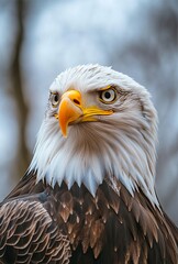 Fototapeta premium Close-up shot of a bald eagle's head with piercing eyes staring directly at the camera, sharp detail and natural textures, set against a softly blurred sky background in professional animal photograph