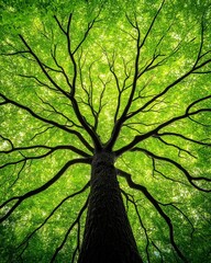 Majestic green tree canopy forest nature photography lush environment upward perspective