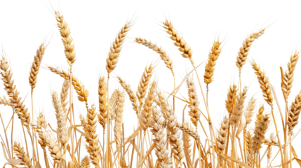 Golden Wheat Field: A detailed close-up of golden wheat stalks swaying gently, demonstrating the beauty of agricultural life.