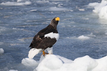 Steller's sea eagle (Haliaeetus pelagicus), also known as the Pacific sea eagle or white-shouldered eagle, is a very large diurnal bird of prey in the family Accipitridae.