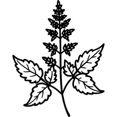 Catmint Flower Vector Graphic Design File – High-Quality Floral Illustration