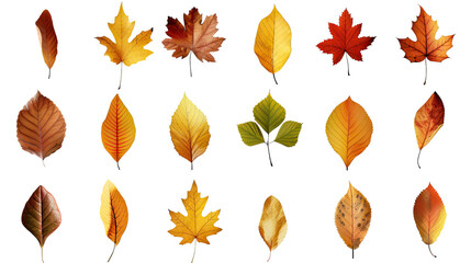 Obraz premium Autumn Leaves Collage: A stunning collage showcases a vibrant array of colorful autumn leaves, each unique in shape and hue, elegantly arranged to celebrate the season's beauty.