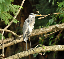 Beautiful purple heron bird posing in a tree with vegetation on the sides