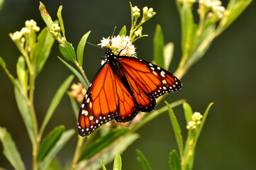 beautiful monarch butterfly posing with its beautiful wings