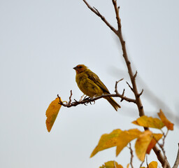 Goldfinch bird perching on some branches as autumn arrives, contrasting with the leaves of the season