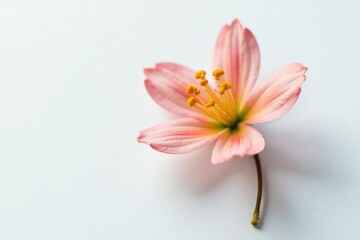 Small flower with intricate details on white background, tiny, flower, bloom