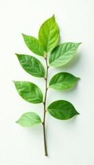 A single large branch with leaves against a soft white background, branch, simple, white background